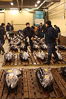Tokyo Tsukiji-Fischmarkt